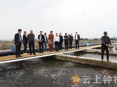 湖北省农业事业发展中心到钟祥调研渔业养殖尾水治理工作