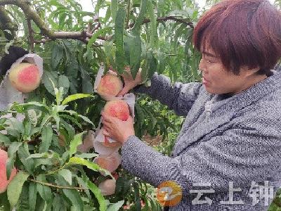 “蜜桃姐”的甜蜜致富经