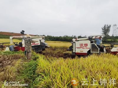 一波三折，网格员与农机手合力抢收粮食