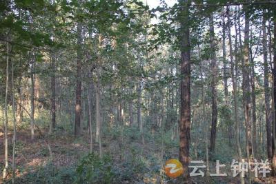 钟祥市盘石岭林场森林可持续经营探索取得显著成效