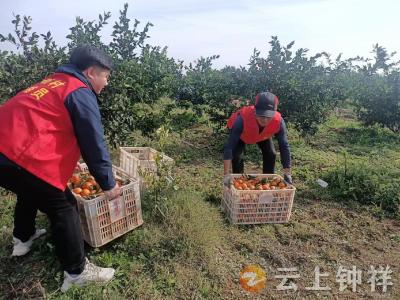 “甜蜜”的烦恼 网格员“橘”手之劳解民忧