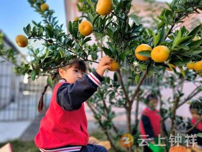 洋梓镇中心幼儿园开展瓜果采摘活动