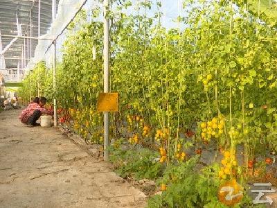 《双百工程风采录》钟祥市全氏西瓜种植专业合作社：擦亮官庄湖西瓜品牌  带动三产融合发展