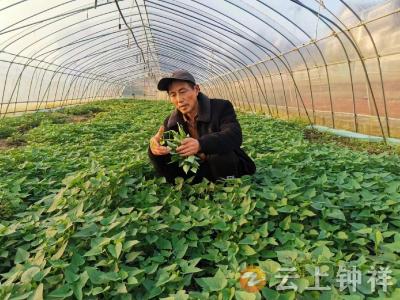 钟祥文集：早春苕尖抢滩市场