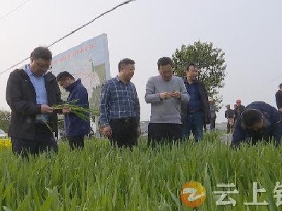 国家农业农村部专家指导钟祥小麦生产