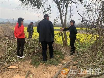 邻里因树起纠纷 及时调解化干戈