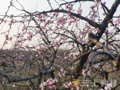 千亩桃树园  铺就致富路