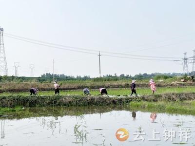 洋梓镇：夏播夏管正当时  不负农忙好时节