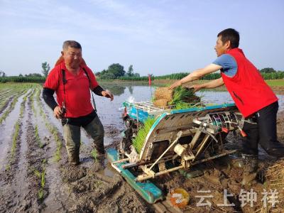 暖心！长寿镇红岭村干群齐力助受伤村民插秧