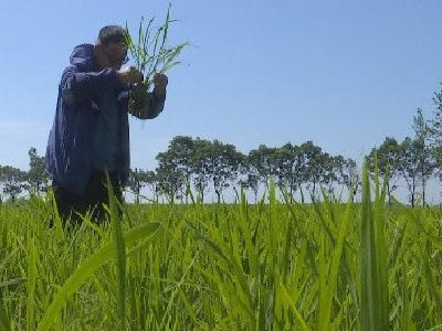 主要农作物病虫害进入多发期  各地需加强适时防治