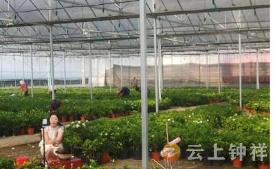 柴湖镇全坑村：种下栀子花 走出致富路