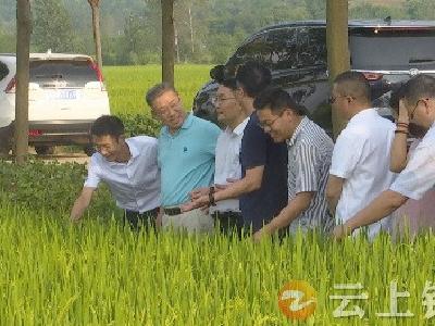 农业农村部专家组调研钟祥“一喷多促”工作