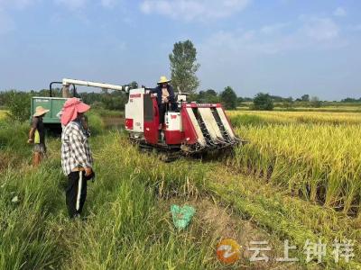钟祥市东桥镇马岭村：网格助农秋收 绘就丰收画卷