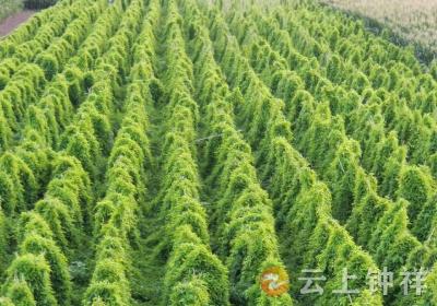 王文海：投资大健康行业 带动村民增收致富