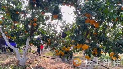 民声回响丨温峡水库管理处：水果热销季 我们在行动