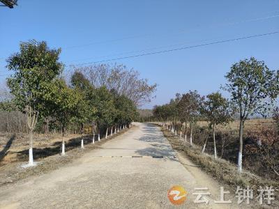 钟祥市东桥镇团山村开展“冬季树木刷石灰”活动