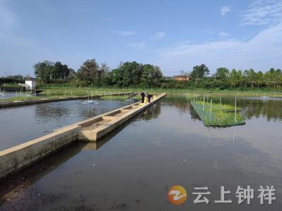 洋梓镇：净化养鱼尾水 崭断污染源头