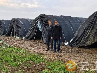 丰乐镇沈湾村：党员干部带头“种”助力乡村产业“兴”