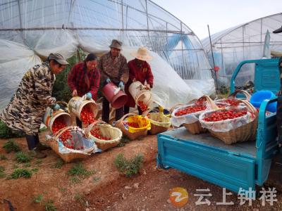 全国典型！常含芳家庭农场入选新型农业经营主体典型案例