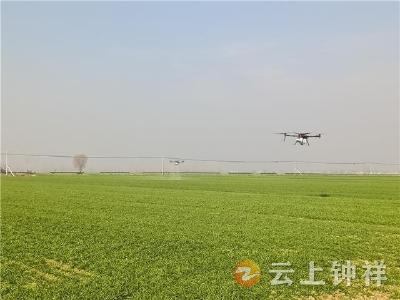 柴湖镇：科技助力小麦越冬 高标准示范田飞防作业成效显著