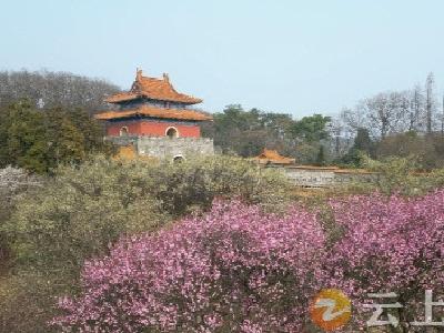 钟祥：文化遗迹＋“花”漾布局带您体验不同春日