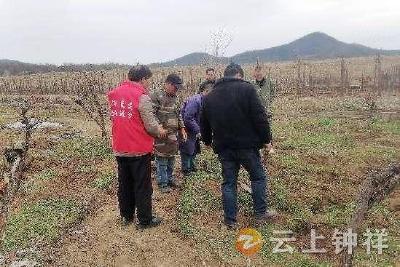 客店镇南庄村：农技服务进田间 助力果农保生产
