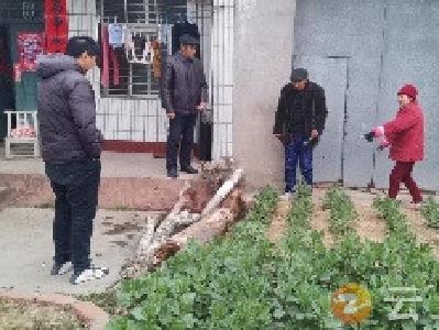胡集镇转斗社区：网格员化身“和事佬” 巧解邻里树木纠纷