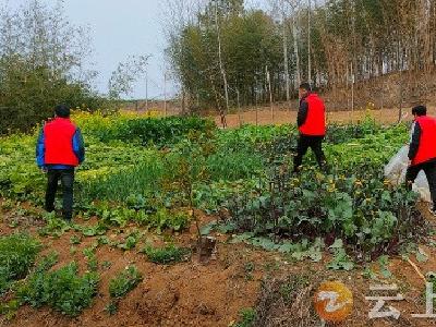 石牌镇横店村：禁种铲毒在行动 踏查宣传保家园