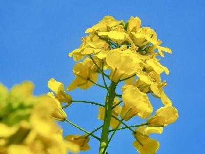 阳春三月百花艳 踏青赏花正当时