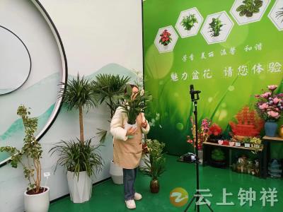 钟祥柴湖：移民小镇绽放“云端”花经济