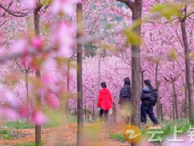 九里回族乡李家台村：开启“落‘樱’缤纷”的浪漫篇章