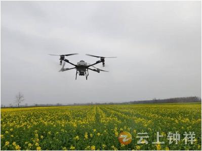 柴湖镇：无人机飞防助力农业提质增效