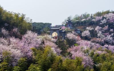 春花烂漫，美景如画！都市圈唱响“赏花经济”