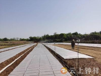钟祥市稼祥合作社：节水抗旱保春播 育秧备耕显担当