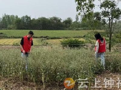 石牌镇：禁种铲毒不停歇 全力踏查守净土