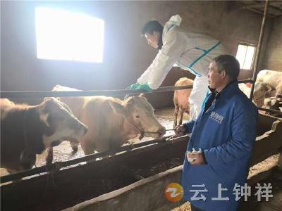 柴湖镇启动春季动物疫病强制免疫工作 保障畜牧业健康发展