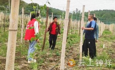 客店镇南庄村：党建引领聚合力 瓜蒌种植启新程