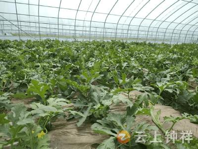文集镇：多彩大棚“蔬”写乡村致富经