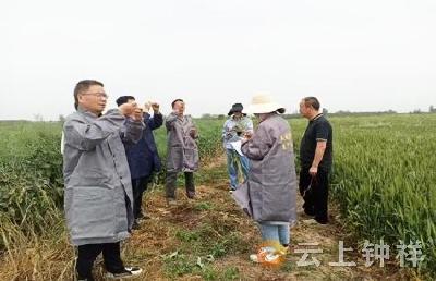 柴湖镇1.9万亩油菜丰收在望