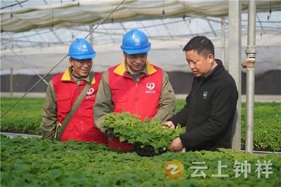 国网钟祥市供电公司：以可靠电力护航春耕春灌