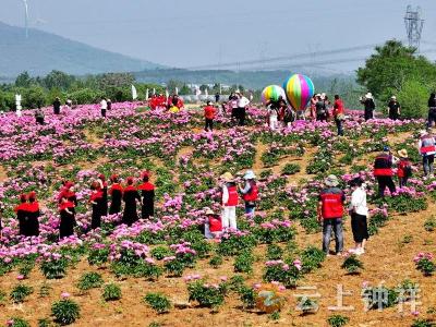 钟祥市摄影家协会开展“芍药花开 相约林坪”摄影采风活动
