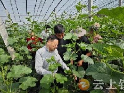 专家“把脉”促发展——湖北省农科院助力钟祥市大棚瓜果产业发展