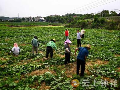张集镇沙河村：“积分制+网格”破解旱情困局 小冬瓜成致富新希望