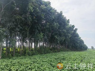 旧口镇：多年树影遮农田 镇村调解解民忧