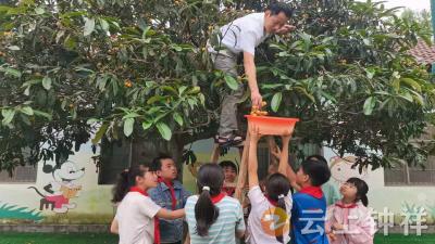 快乐采摘 幸福分享——文集镇沿山小学开展枇杷采摘活动