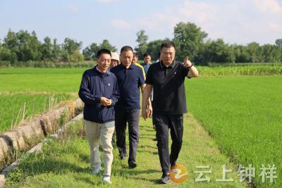 李鹏调研高标准农田项目建设工作