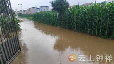 石牌镇姚台村：“小积分”撬动排涝“大合力”