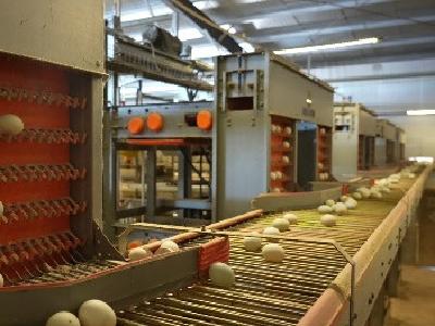 洋梓镇项目建设“热”力全开 产业引擎轰鸣盛夏