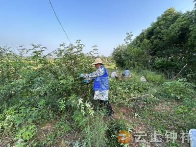 网格员化身“采摘导师” 助力花椒采摘正当时