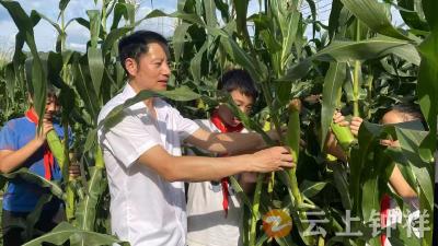 体验丰收 劳动育人——文集镇沿山小学开展甜玉米采摘活动